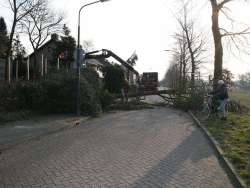 Rooien van bomen in Nijmgen, wij hebben hier een strook groen op geruimd. waar onder andere een ceder en coniferenin stonden